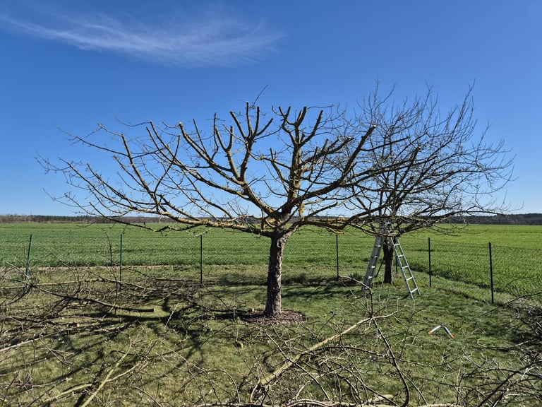 Bare leafless tree in green pasture with fence posts and clear blue sky