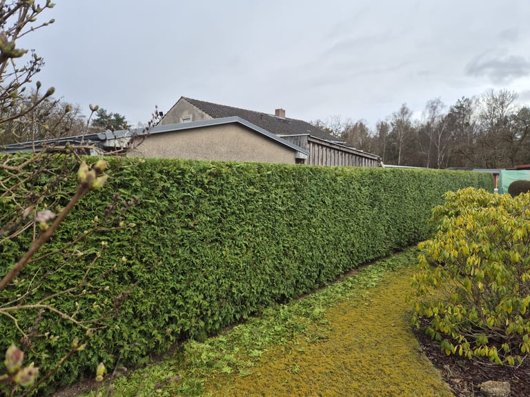 Modern house with manicured green hedges and yellow flowering shrubs in the foreground on an overcast day