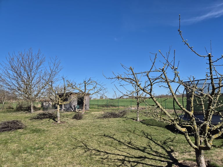 Rural landscape with bare fruit trees, old wooden structure, and green grass under clear blue sky