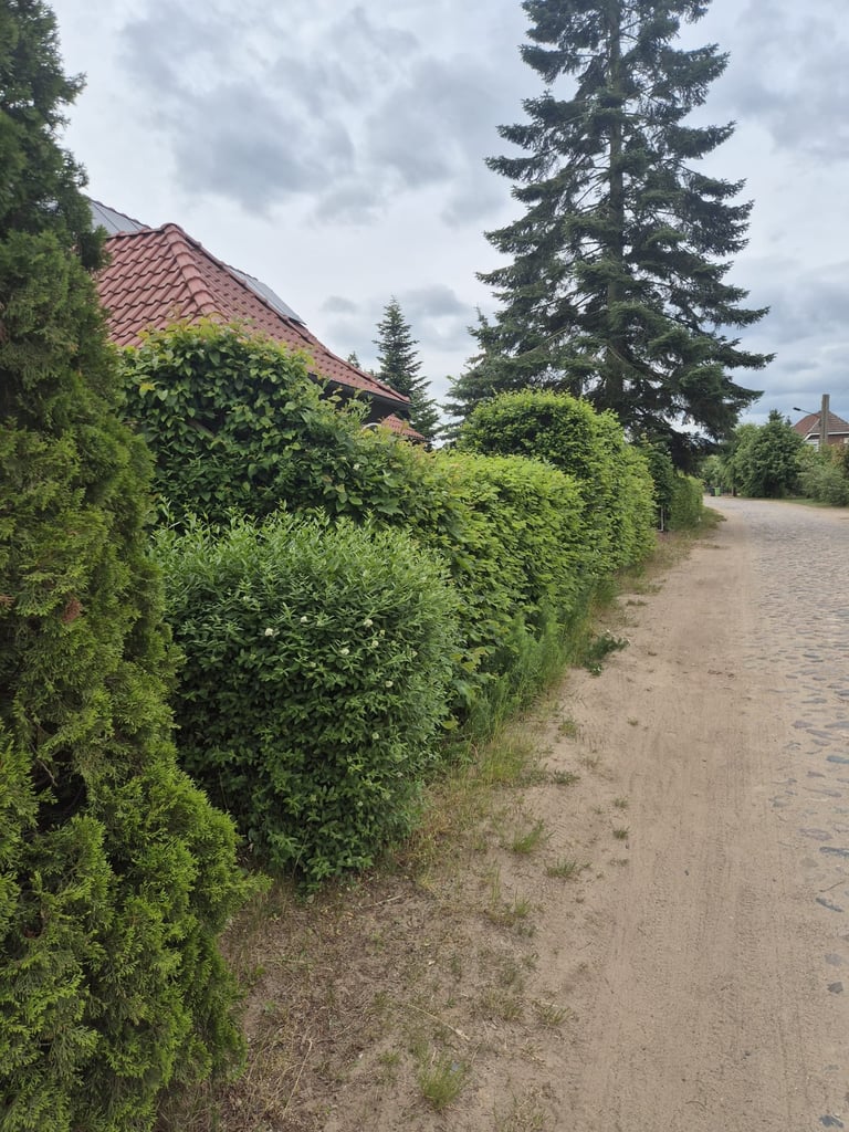 Dirt road lined with green hedges and tall evergreen trees, with residential houses featuring red tile roofs in the background