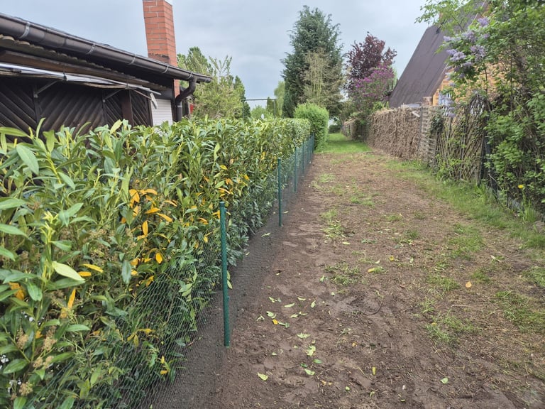 Garden path with green bean plants growing on mesh trellis fencing, trees and buildings in background