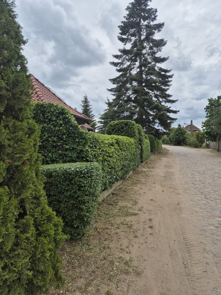 Tree-lined country lane with manicured hedges, traditional cottage with red tile roof, and coniferous trees under cloudy sky