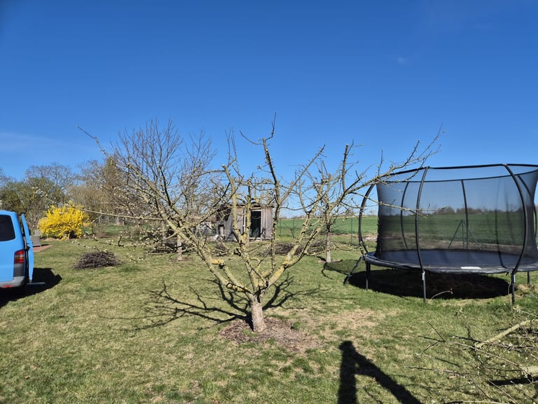 Bare tree in a yard with blue trampoline and vehicle, surrounded by green grass under clear sky